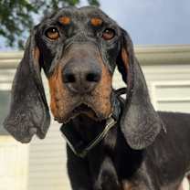 Thumbnail photo of Willow #2