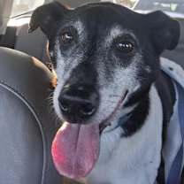 Thumbnail photo of Fritz #1