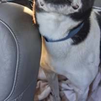 Thumbnail photo of Fritz #3