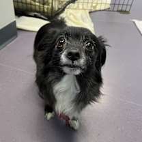 Thumbnail photo of Hector #1