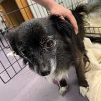 Thumbnail photo of Hector #3