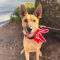 Thumbnail photo of Ranger #1