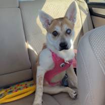 Thumbnail photo of Kona #2