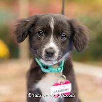 Thumbnail photo of Cranberry #1