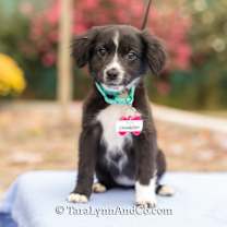 Thumbnail photo of Cranberry #2