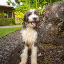 Thumbnail photo of Toby #2