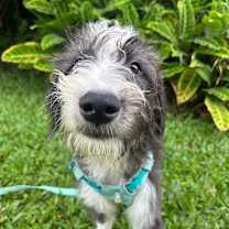 Thumbnail photo of Toby #3