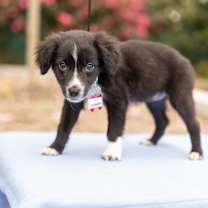 Thumbnail photo of Cranberry #3