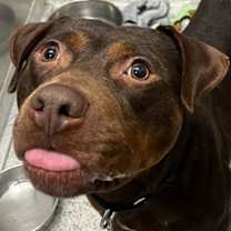 Thumbnail photo of Playboy #3