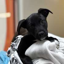 Thumbnail photo of Cindy #2