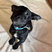 Thumbnail photo of WILL #1