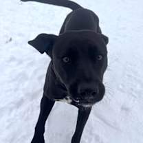 Thumbnail photo of Bebe #4