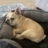 Thumbnail photo of Buddy #2