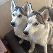 Thumbnail photo of Nala #2