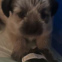 Thumbnail photo of Moana #1