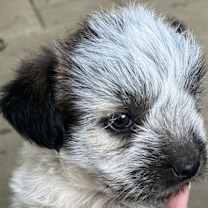 Thumbnail photo of Moana #2