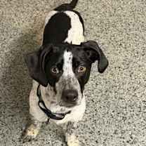 Thumbnail photo of Spruce #1