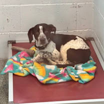 Thumbnail photo of Spruce #2