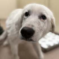 Thumbnail photo of Travis #1