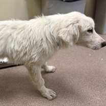 Thumbnail photo of Travis #2