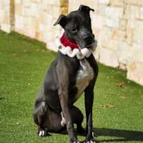 Thumbnail photo of Duke #1