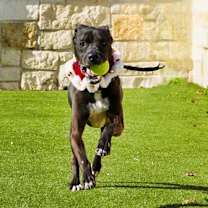 Thumbnail photo of Duke #2