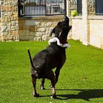 Thumbnail photo of Duke #3