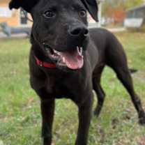 Thumbnail photo of Duke #3