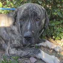 Thumbnail photo of CURTIS #1