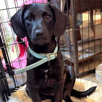 Thumbnail photo of PUPPY BLAZE #1