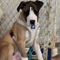 Thumbnail photo of Louie #4