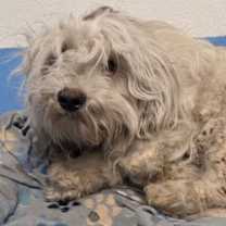 Thumbnail photo of DUSTY* #1