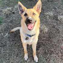 Thumbnail photo of Gotham #1