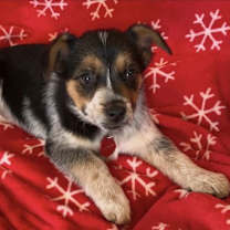 Thumbnail photo of Raven #1