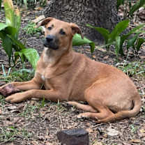 Thumbnail photo of Zayit DHH #1