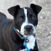 Thumbnail photo of Scarlett #1