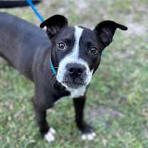 Thumbnail photo of Scarlett #2