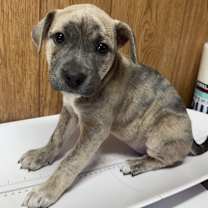 Thumbnail photo of Sugarplum *Coming Soon* #1