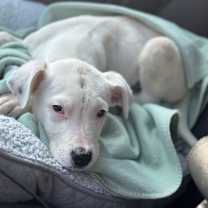 Thumbnail photo of 12/11/2025-Stray-CussetaRoad #4