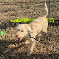 Thumbnail photo of Sir Snows-a-Lot #3