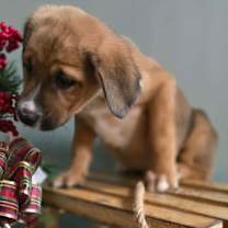 Thumbnail photo of Sweet Tea  #4