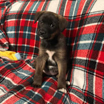 Thumbnail photo of Bean #4