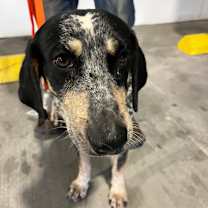 Thumbnail photo of Chip #2