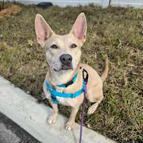 Thumbnail photo of Alice #1