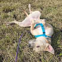 Thumbnail photo of Alice #2