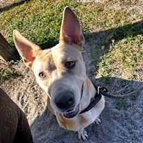 Thumbnail photo of Alice #3