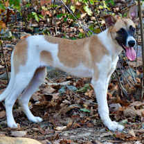 Thumbnail photo of Bandit #1