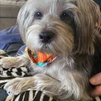 Thumbnail photo of Pepper #1