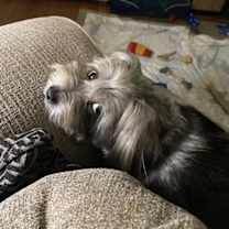 Thumbnail photo of Pepper #3