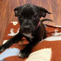 Thumbnail photo of Cookie #1